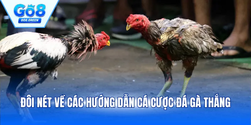 Đôi nét về các hướng dẫn cá cược đá gà thắng